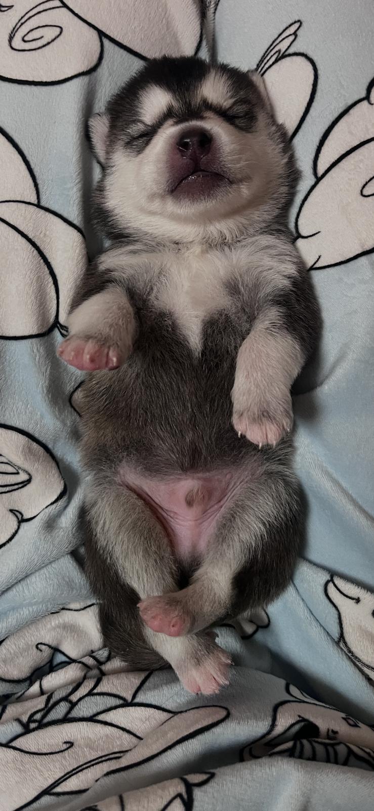 Biscuit - Chiot Pomsky