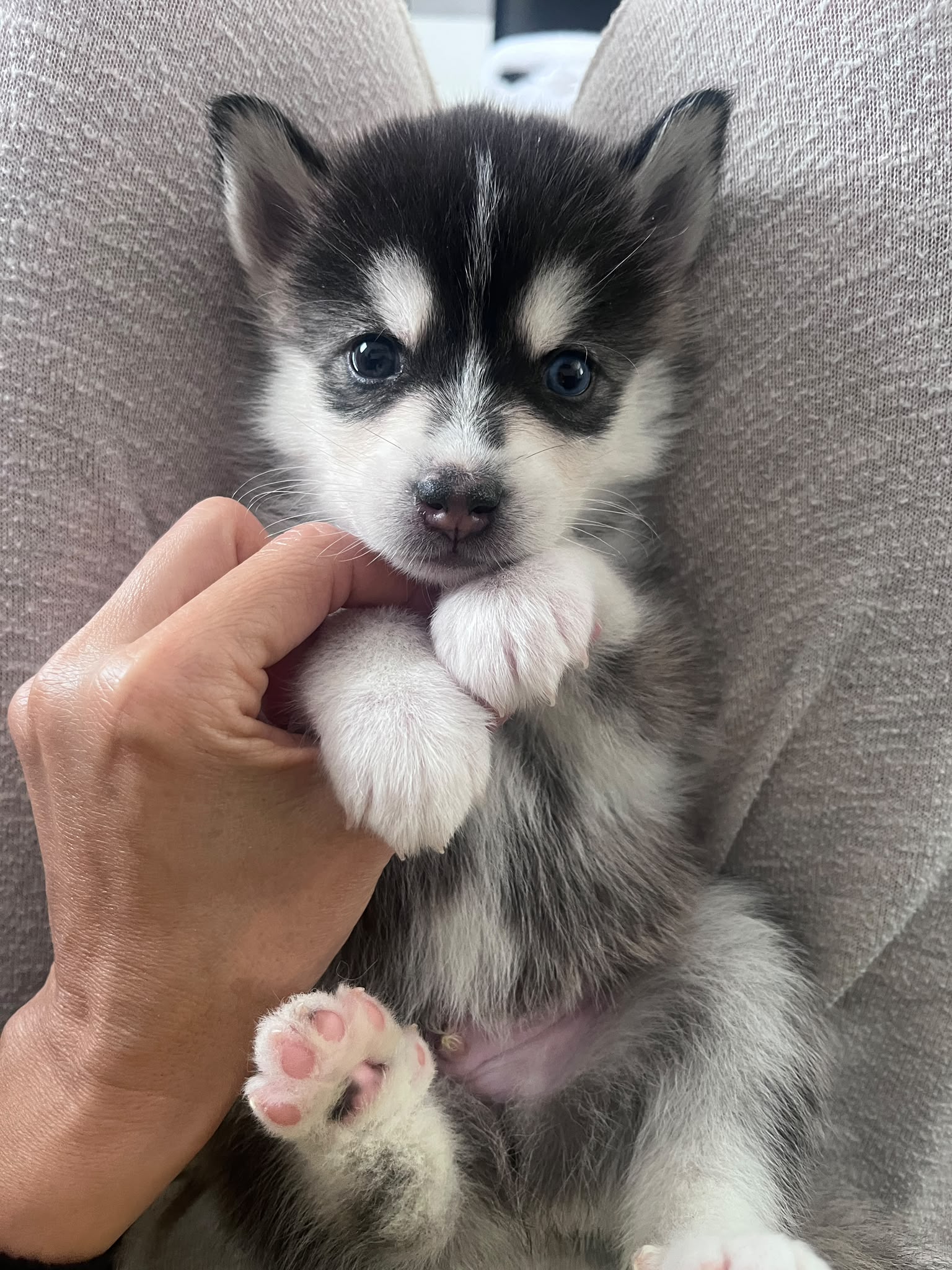 Brownie - Chiot Pomsky 3