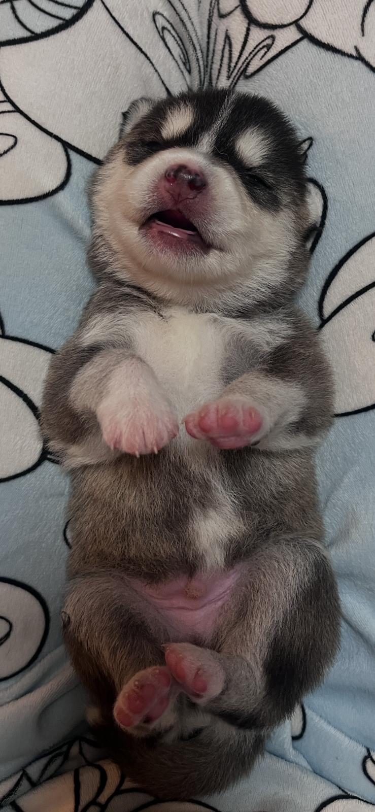 Brownie - Chiot Pomsky