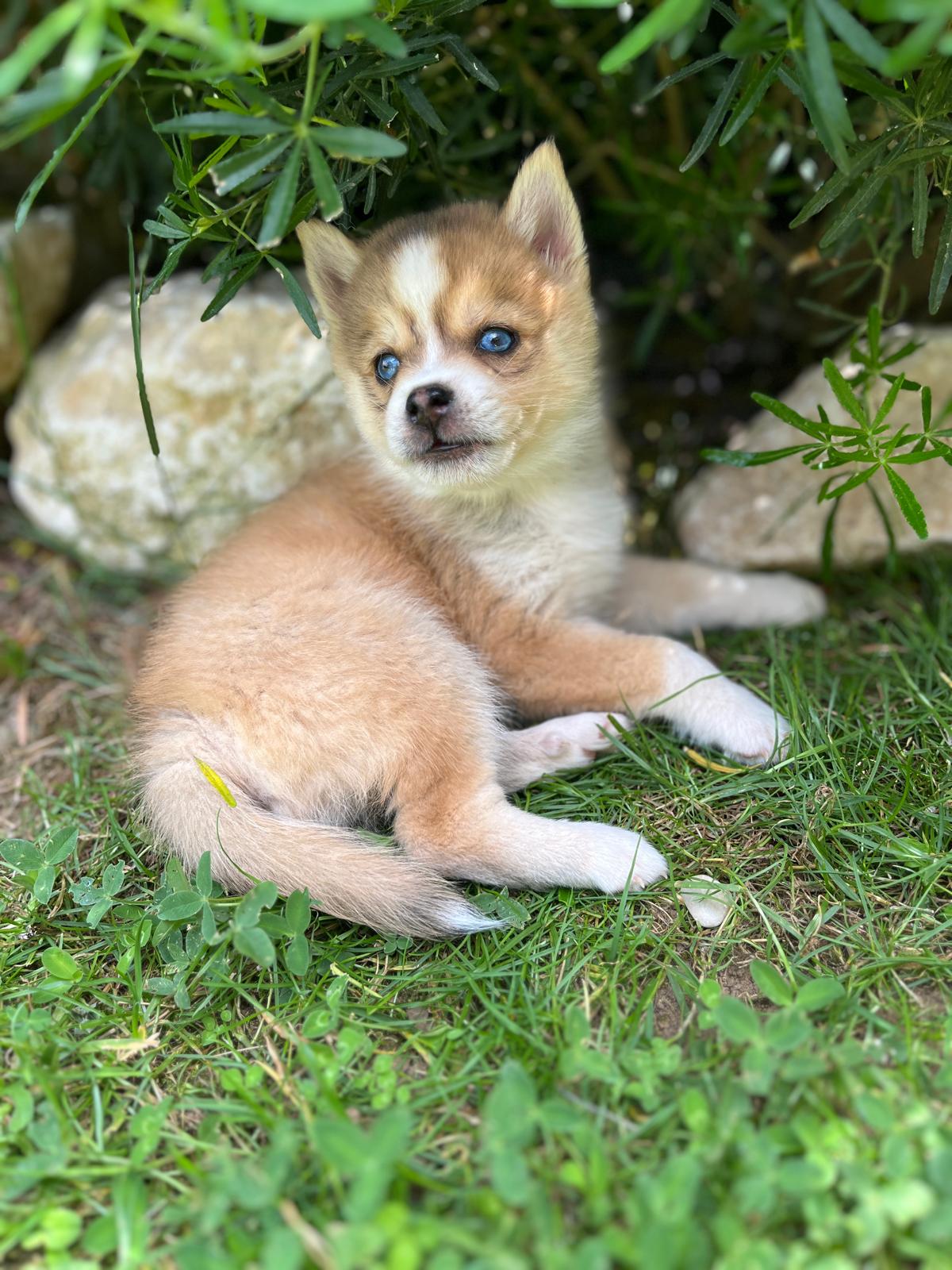 Caramel - Chiot Pomsky 2