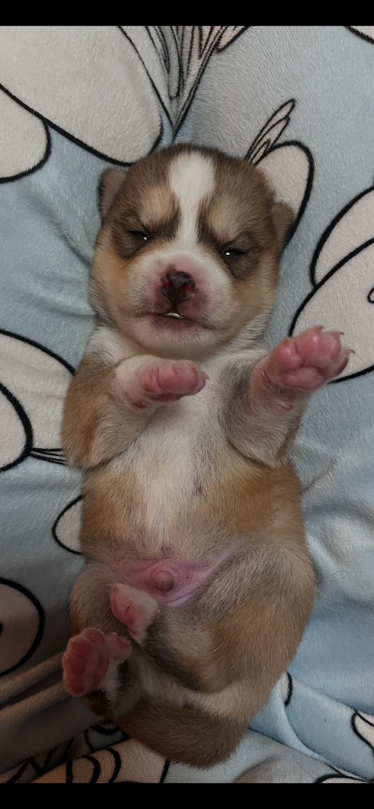 Caramel - Chiot Pomsky