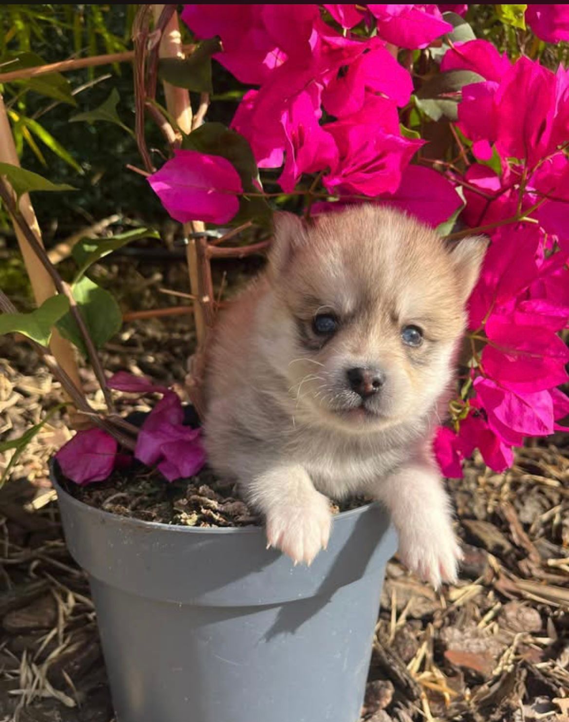 Cookie - Chiot Pomsky 2