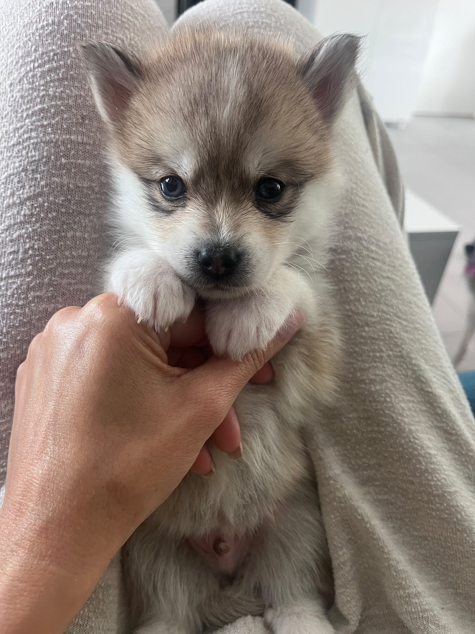 Cookie - Chiot Pomsky 3