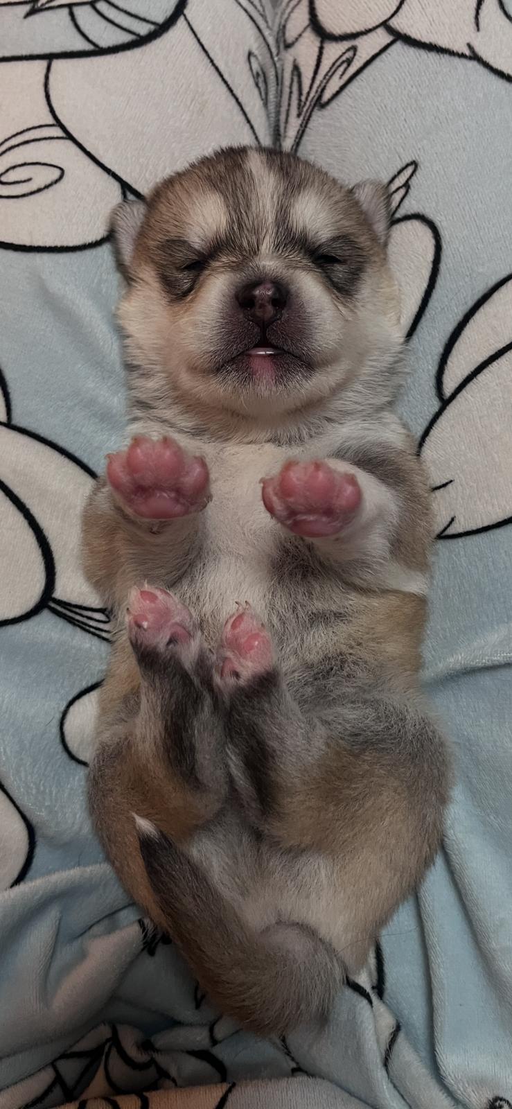 Cookie - Chiot Pomsky
