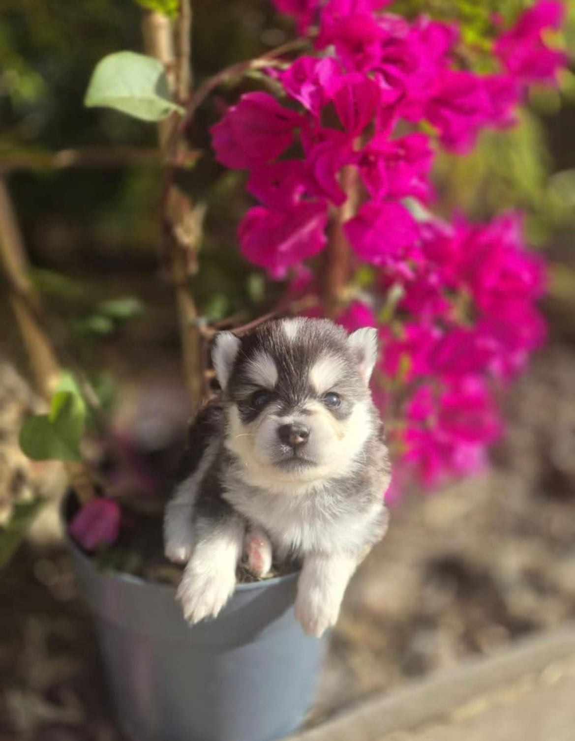 Moka - Chiot Pomsky 2