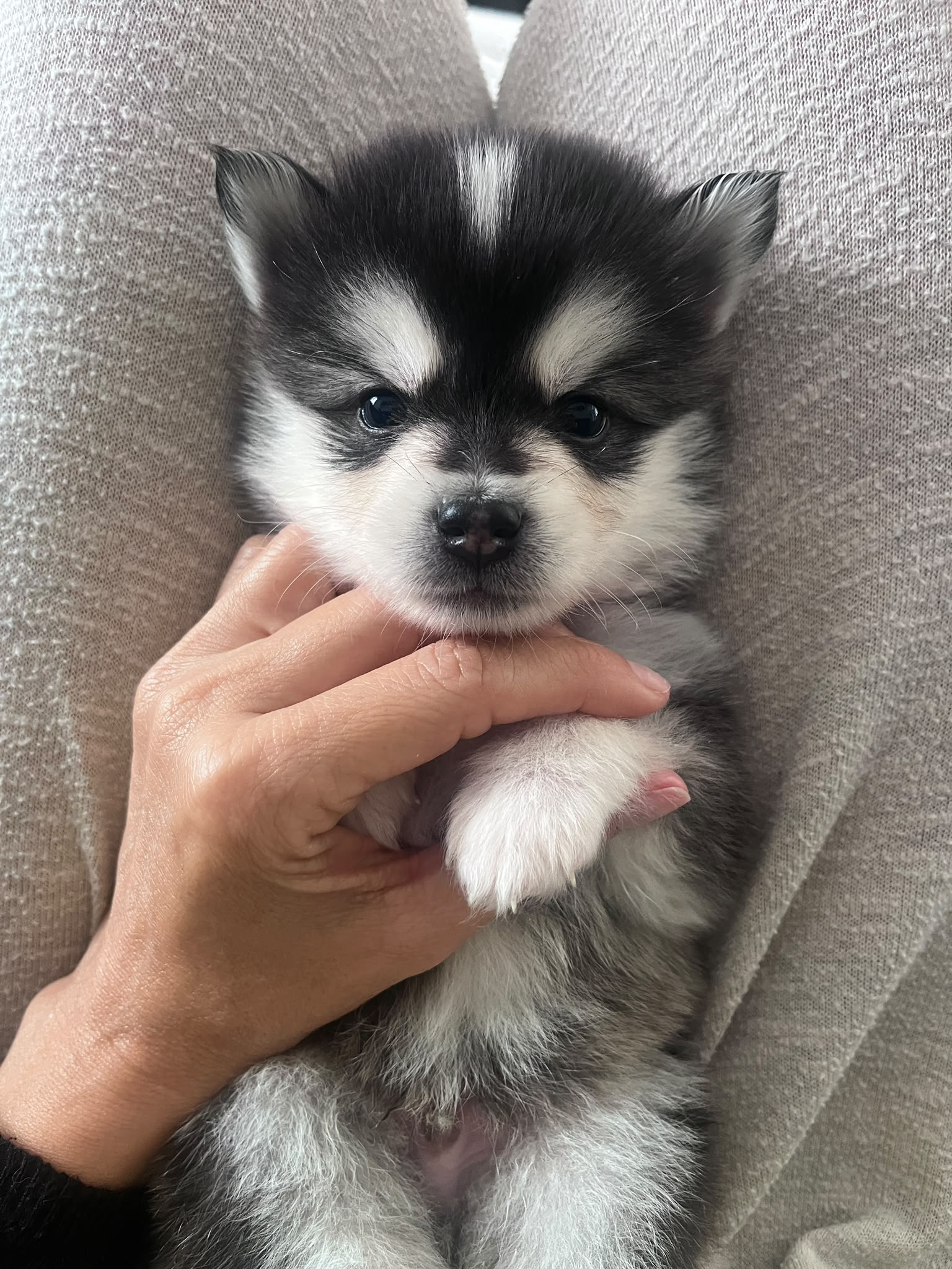 Moka - Chiot Pomsky 3