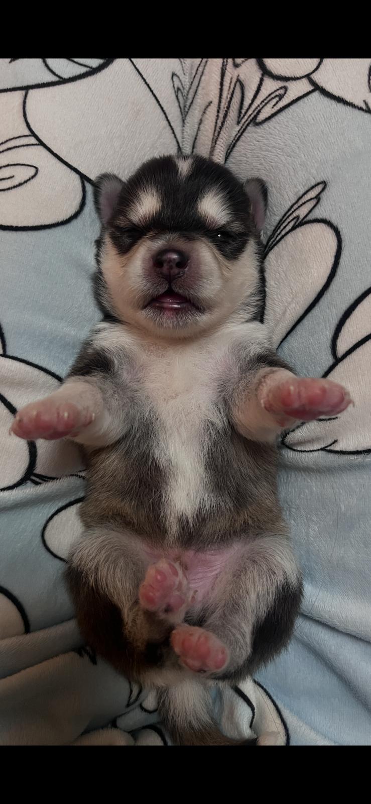 Moka - Chiot Pomsky