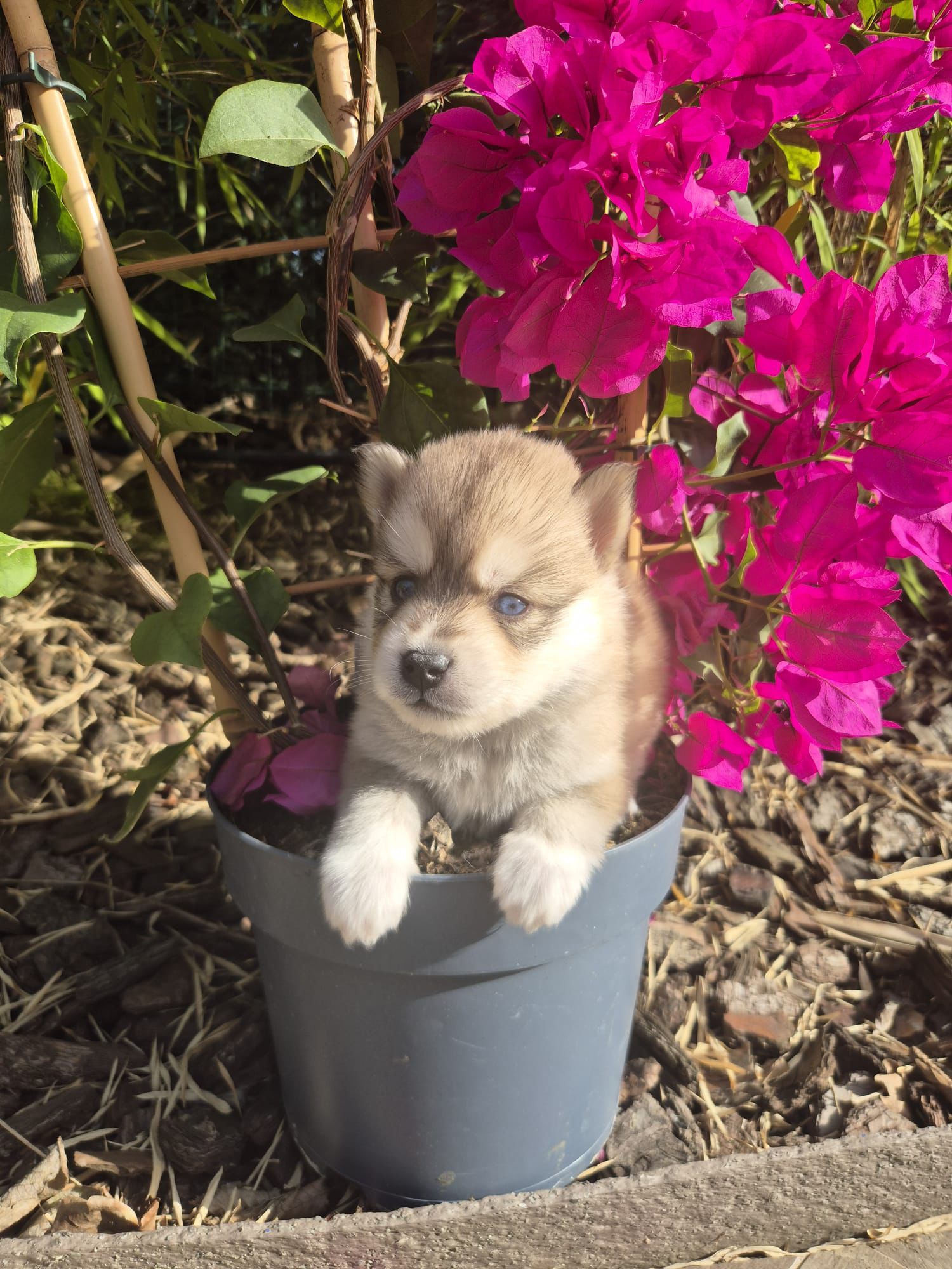 Nougat - Chiot Pomsky 2