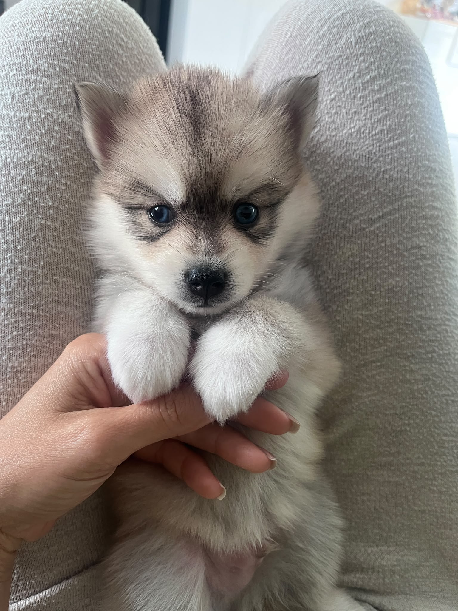 Nougat - Chiot Pomsky 3