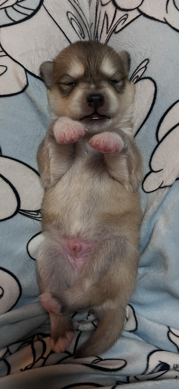 Nougat - Chiot Pomsky