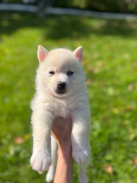 Raffaello - Chiot Pomsky