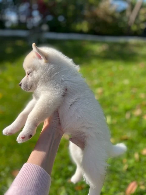 Raffaello - Chiot Pomsky 4