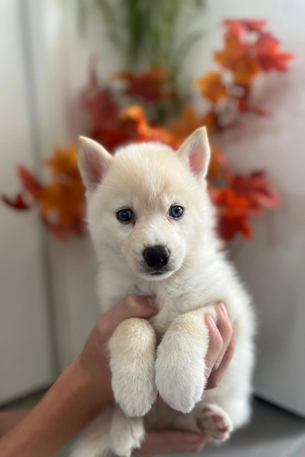 Raffaello - Chiot Pomsky