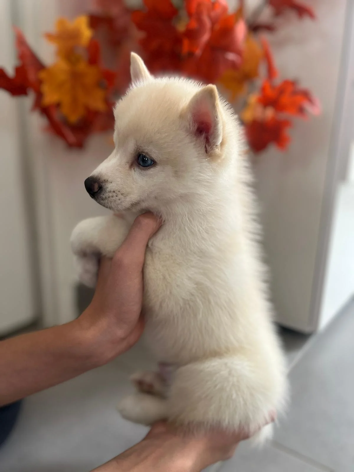 Raffaello - Chiot Pomsky