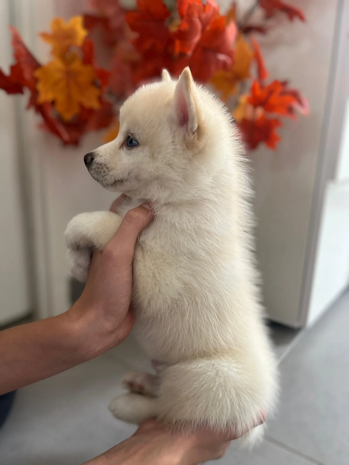Raffaello - Chiot Pomsky