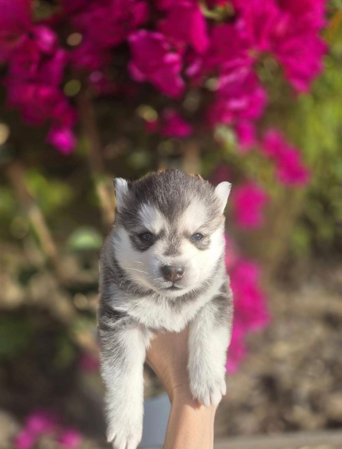 Biscuit - Chiot Pomsky 2
