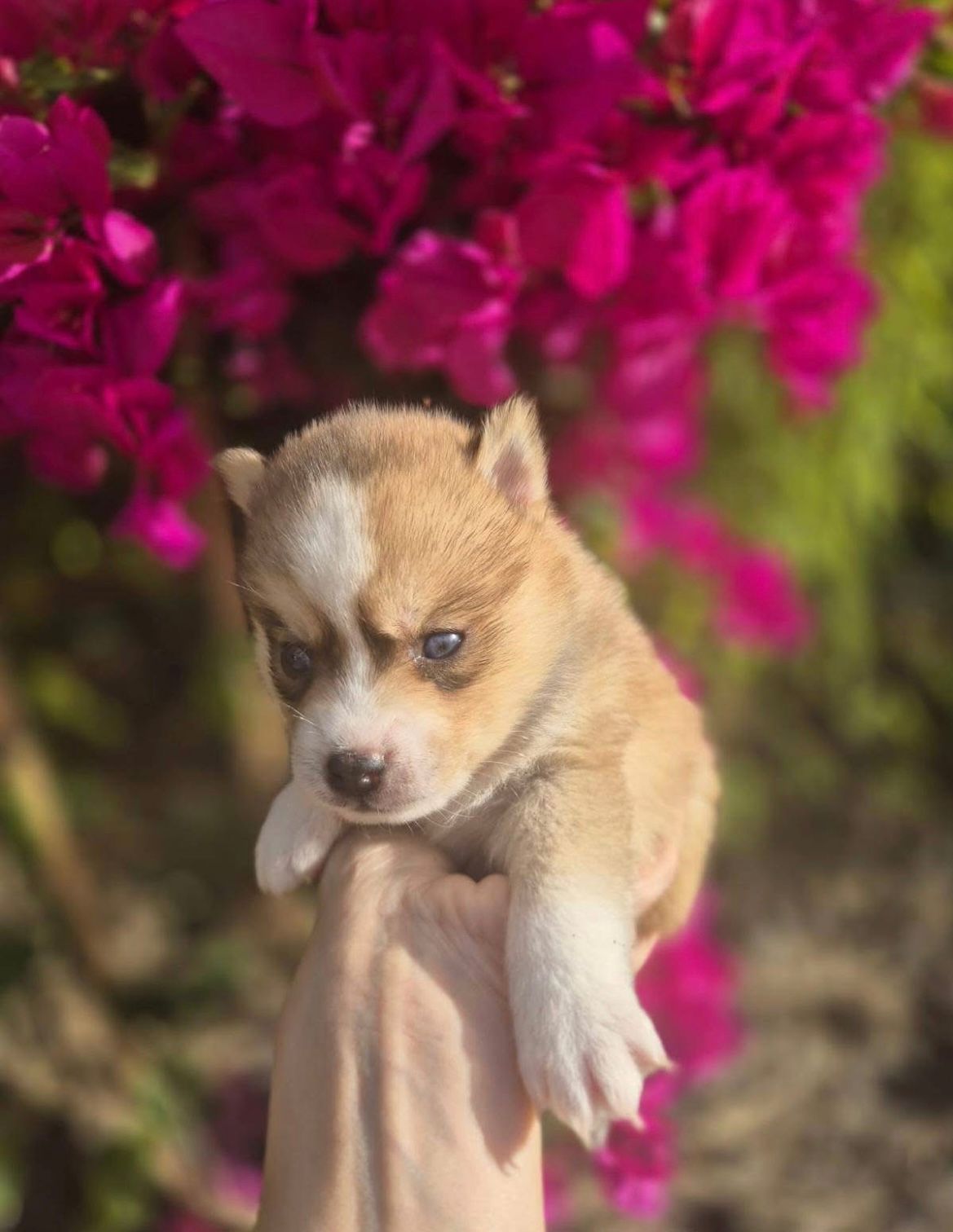 Caramel - Chiot Pomsky 2