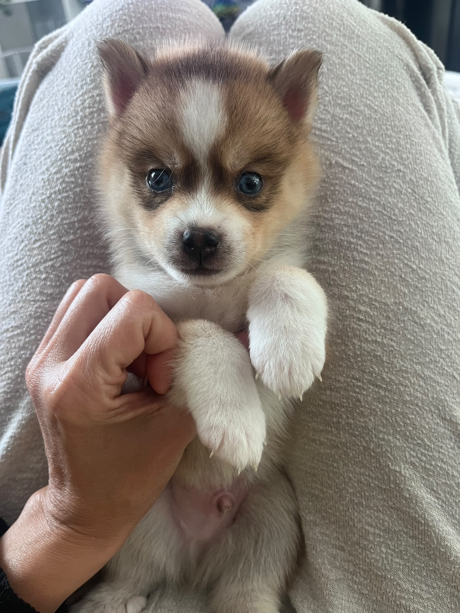Caramel - Chiot Pomsky 3