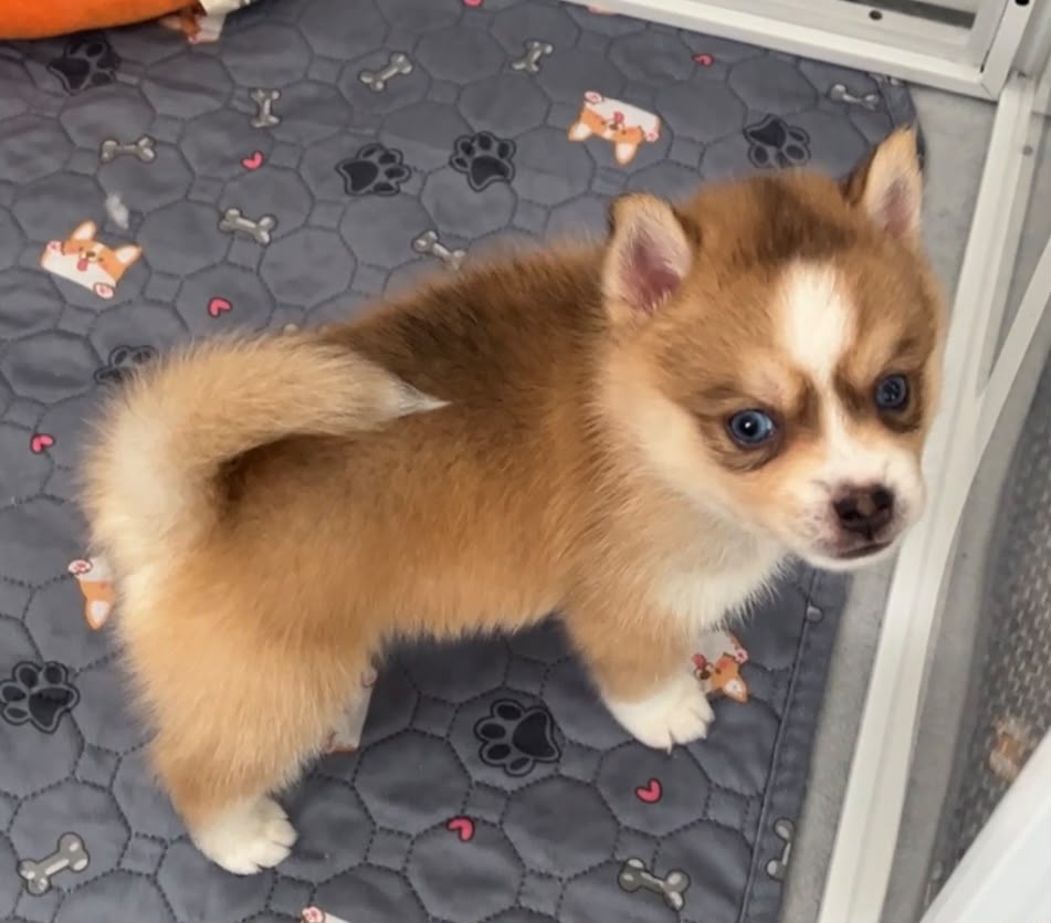 Chiot Pomsky