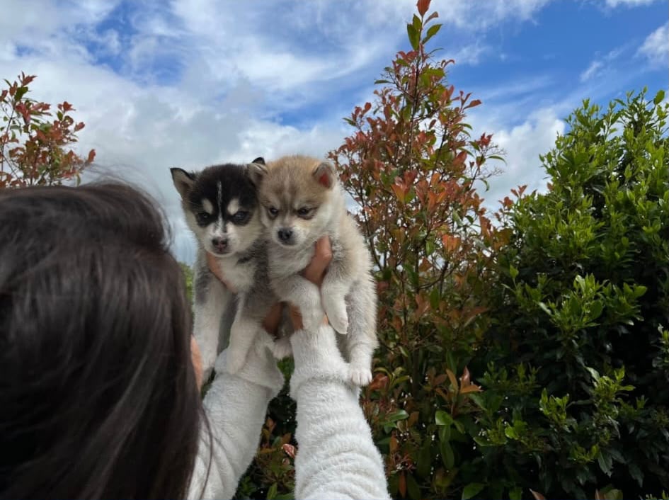 Chiot Pomsky