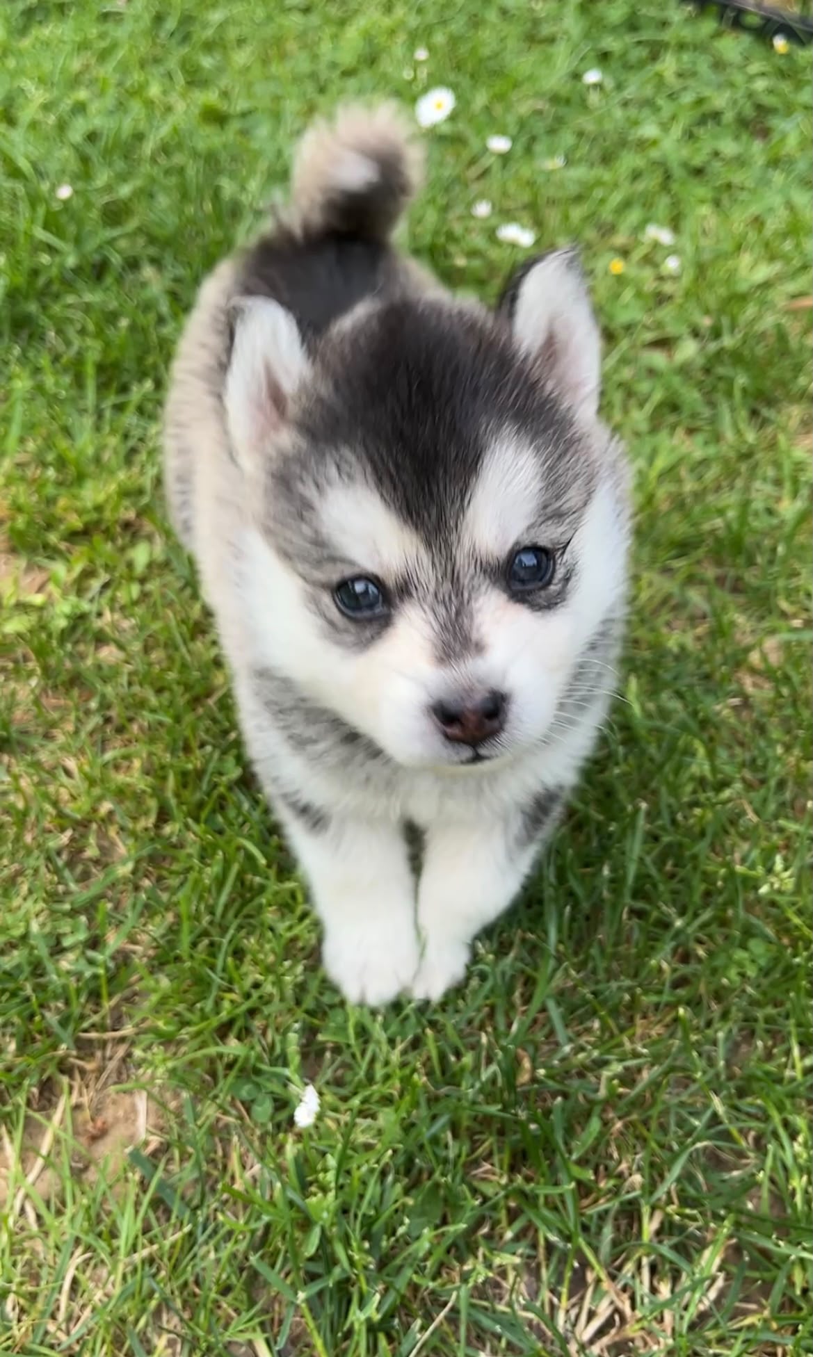 Chiot Pomsky