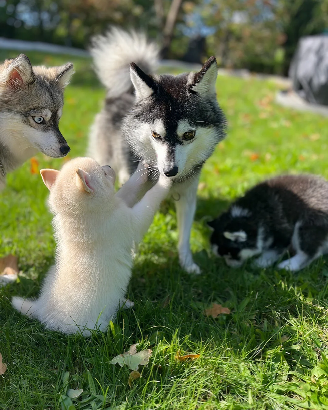 Pomsky - Au Paradis du Pomsky