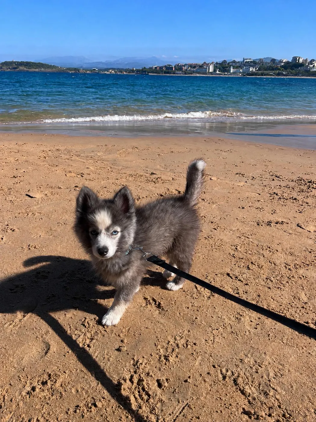 Kinaï - Pomsky F4