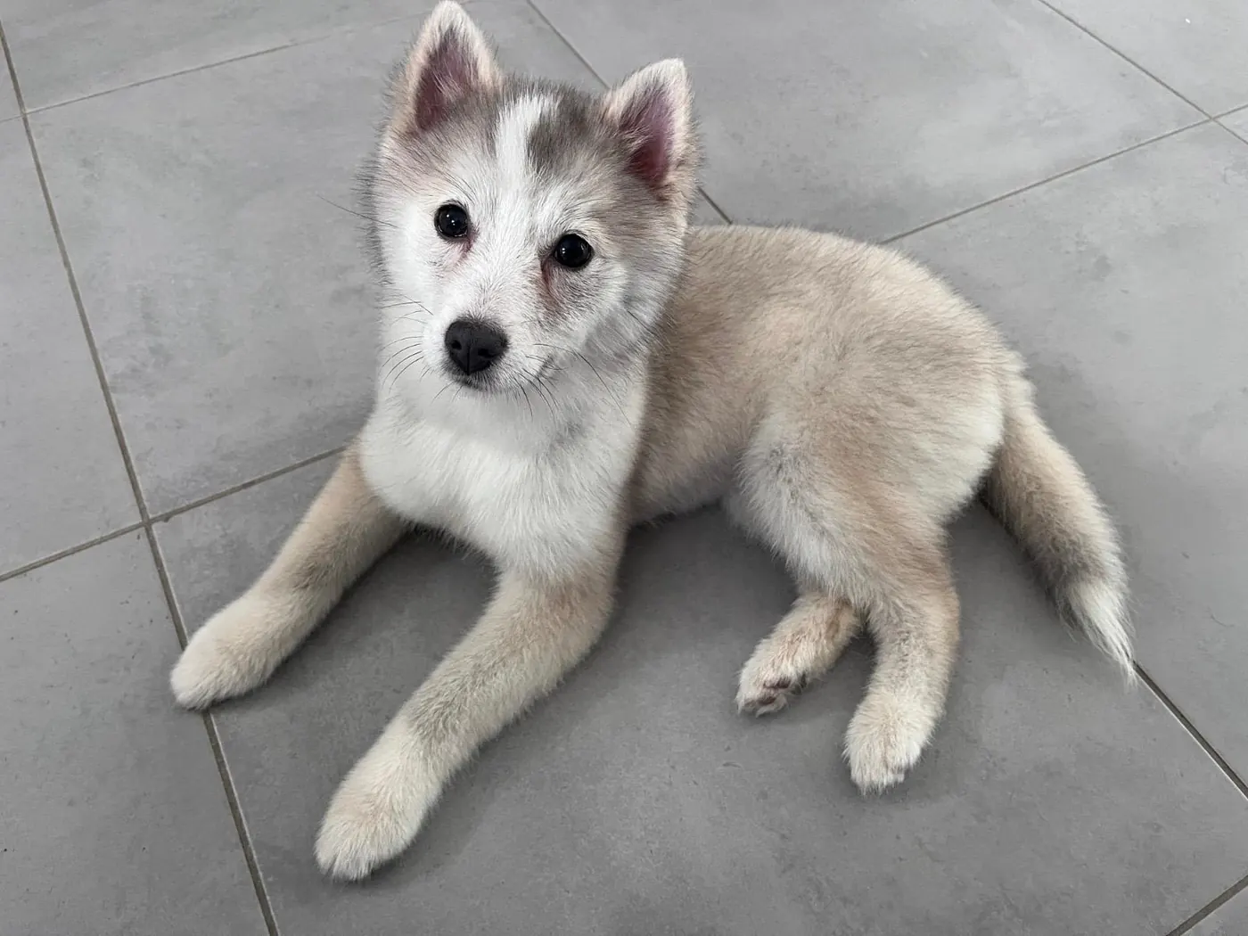 Luna - Pomsky F4