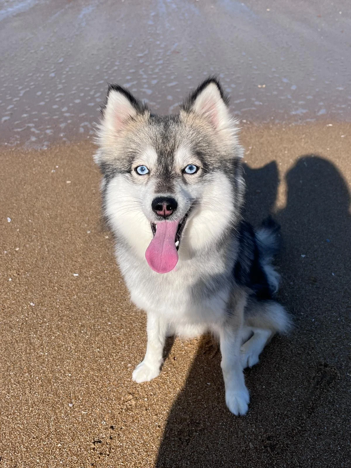 Naya - Pomsky F4