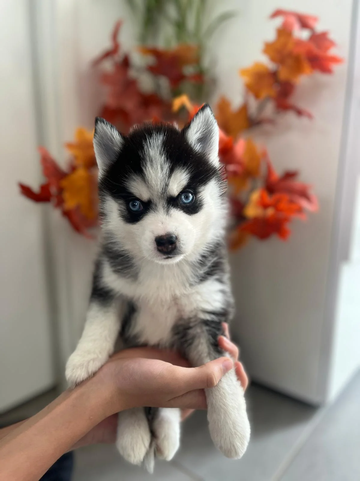 Oreo - Chiot Pomsky