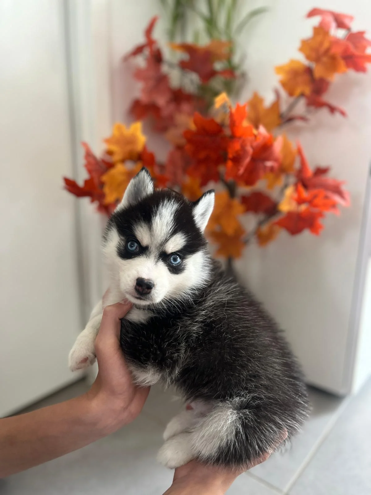Oreo - Chiot Pomsky