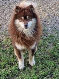 Exemple de pelage wooly